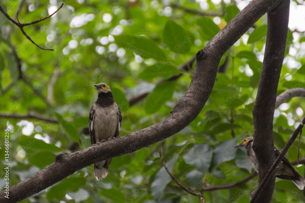 Bird (Black-collared starling, Sturnus nigricollis) on a tree Bird (Black-collared starling, Sturnus nigricollis) on a tree
