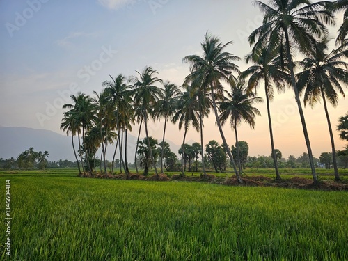 Rice fields with coconut trees in Kerala, India. 