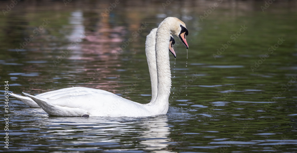 Fototapeta premium Pair of mute swans, male and female, swimming close together in harmony in Wiltshire, UK on 19 March 2025