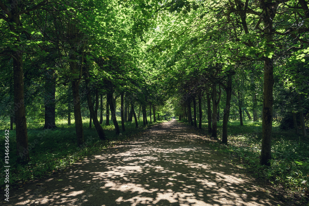 Shady Alley in Summer Park — Tranquil Urban Nature Scene with Copy Space Shady Alley in Summer Park — Tranquil Urban Nature Scene with Copy Space