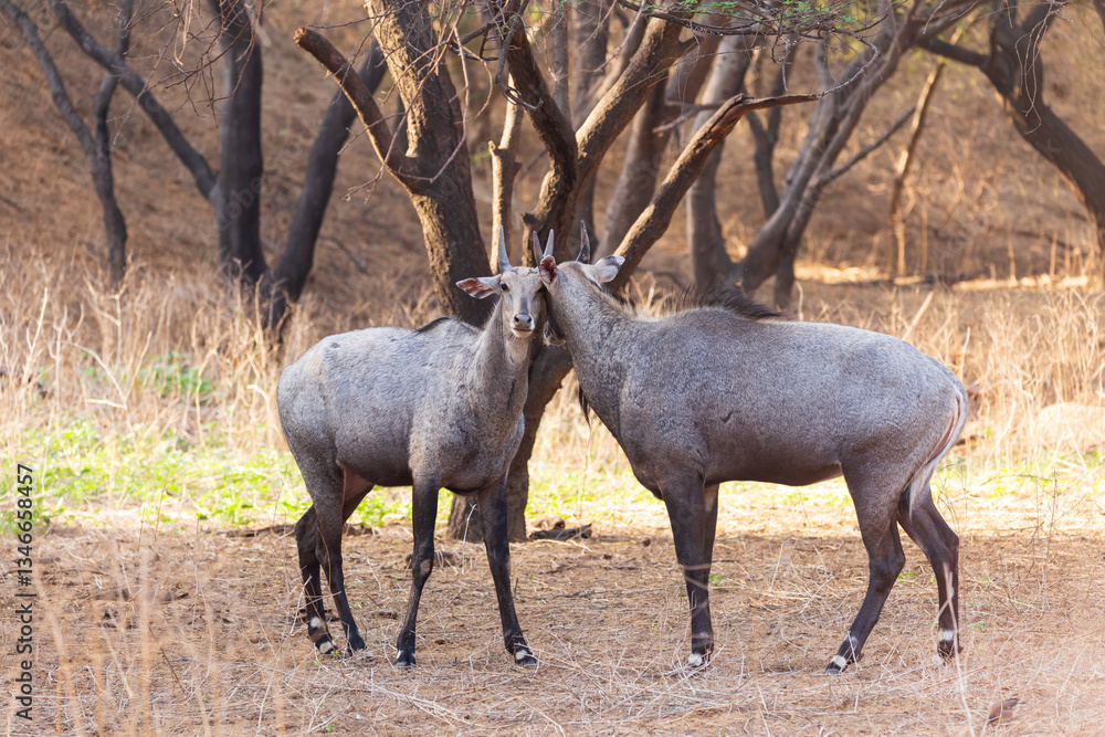 Two Indian sambar deers seen head to head starting a dominance fight at the Jhalana Leopard Safari Park, Jaipur, Rajasthan, India Two Indian sambar deers seen head to head starting a dominance fight at the Jhalana Leopard Safari Park, Jaipur, Rajasthan, India