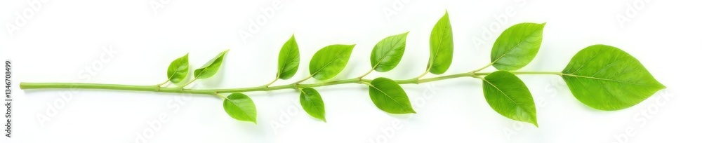 Obraz premium Green stem with leaves isolated on white background, nature, flower