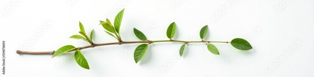 Obraz premium Single isolated branch against a pure white surface, texture, white, nature