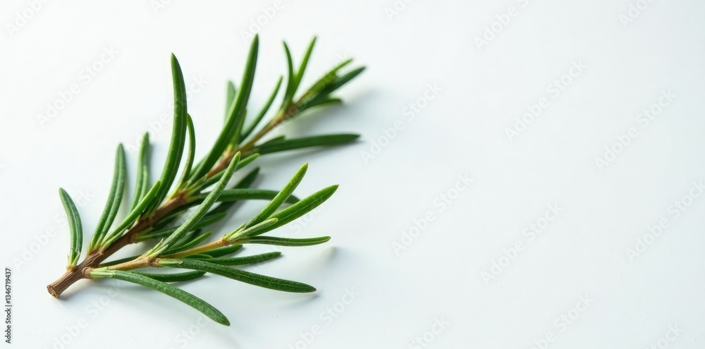 Fototapeta premium Sprig of rosemary and pine branches on a white surface, plant, herbal, natural elements