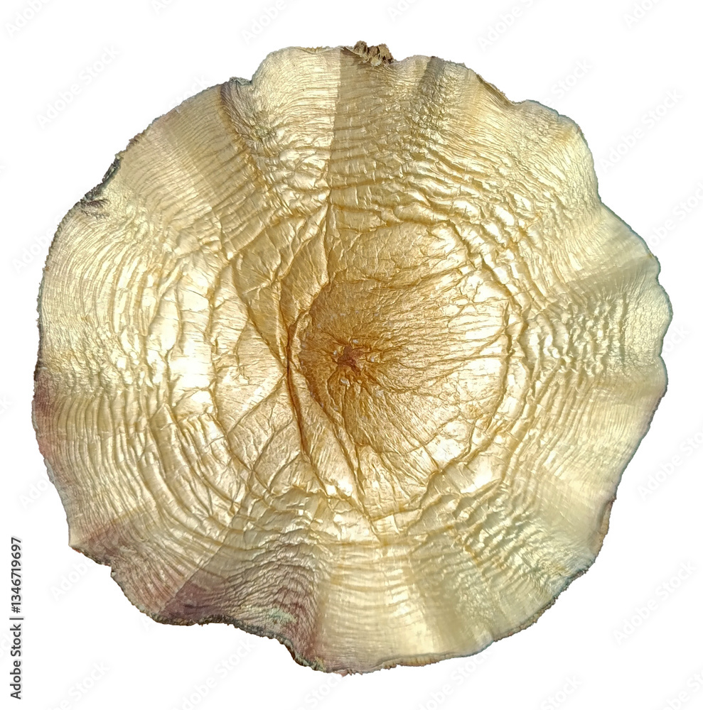 Psilocybin mushroom cap isolated on transparent background. Hallucinogenic mushroom top view. Psilocybin mushroom cap isolated on transparent background. Hallucinogenic mushroom top view.