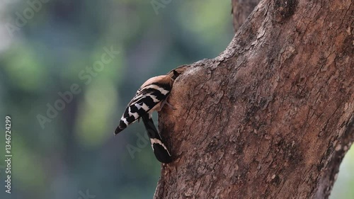 Eurasian Hoopoe building a nest in the mating season.