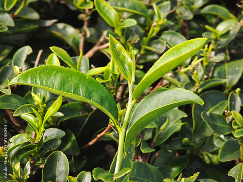 green tea leaves in the field