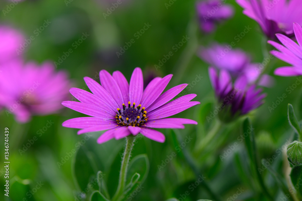 Vibrant purple flowers swaying gently in a sunlit garden during a warm spring afternoon Vibrant purple flowers swaying gently in a sunlit garden during a warm spring afternoon