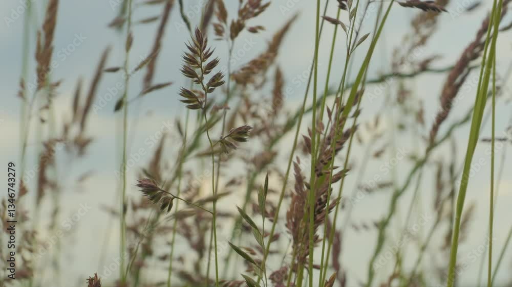 Wild Grass Swaying in Wind Nature Meadow Field Background. Wild Grass Sway From Wind On Nature Sky. Ecosystem Nature Environment, Relaxation Lifestyle, Seasonal. Summer In Herb Meadow On Countryside. Wild Grass Swaying in Wind Nature Meadow Field Background. Wild Grass Sway From Wind On Nature Sky. Ecosystem Nature Environment, Relaxation Lifestyle, Seasonal. Summer In Herb Meadow On Countryside.