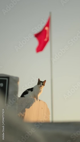 cat