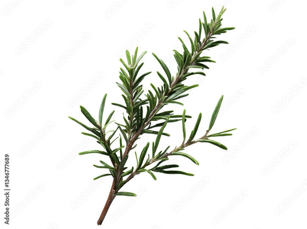 Fototapeta premium Isolated rosemary sprig showcases its needle-like leaves and aromatic appeal