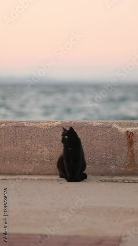 cat on the beach
