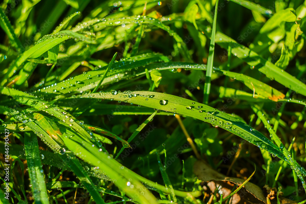 Fototapeta premium Fresh Green Grass with Morning Dew Drops in Sunlight | Świeża zielona trawa z kroplami porannej rosy w świetle słonecznym