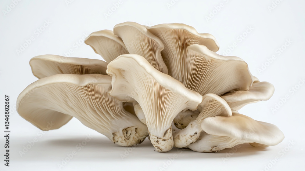 Fototapeta premium Fresh oyster mushroom on a clean white background, showcasing its delicate texture and natural form