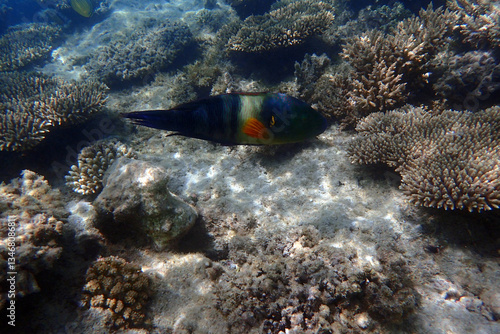 Cheilinus lunulatus fish from the Red Sea photo