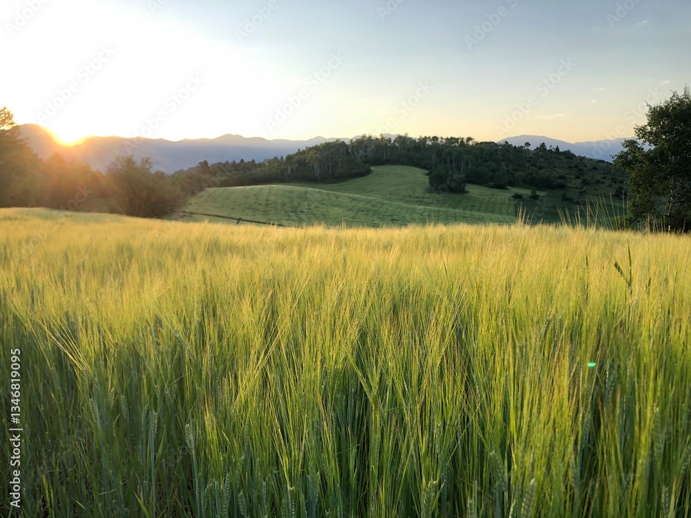 Obraz premium golden wheat field in wyoming 