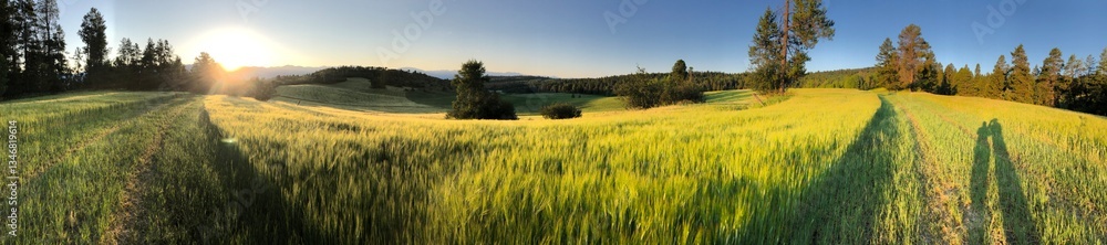 golden wheat field in wyoming panorama golden wheat field in wyoming panorama