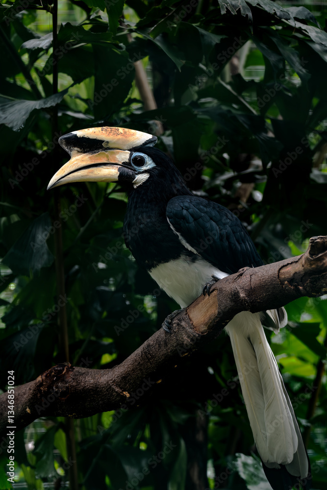 Fototapeta premium Portrait of the Palawan Hornbill perching on tree