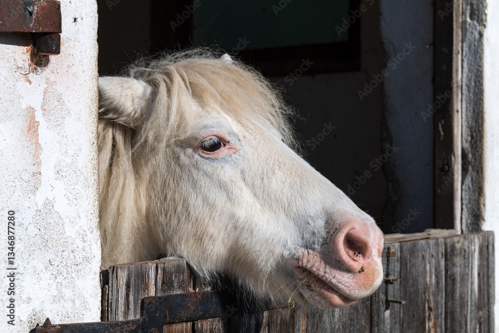 Pferd aus einem Stall blickend