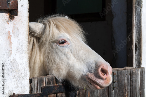 Pferd aus einem Stall blickend