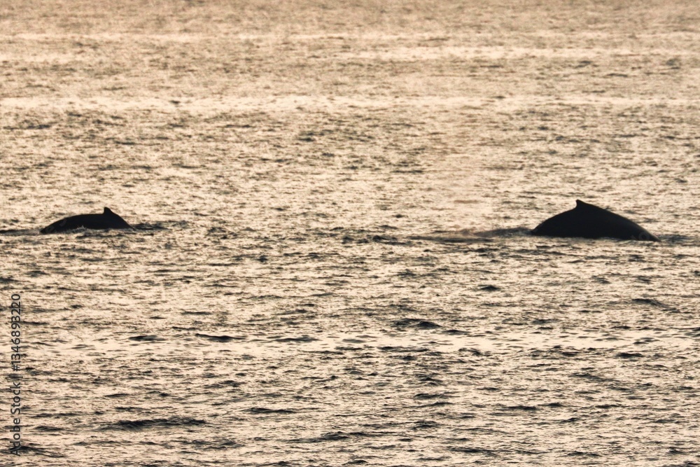 Fototapeta premium Kona, Hawai'i, USA