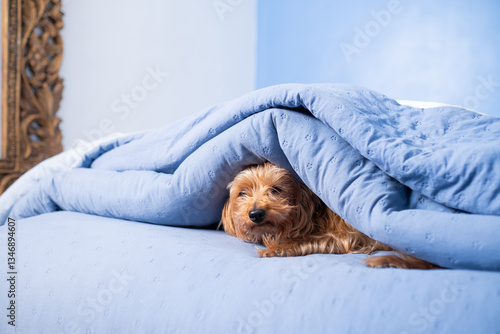 Bilde på lerret A small mixed race dog is hidden on the bed of its owners