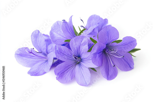 purple flower isolated on white background