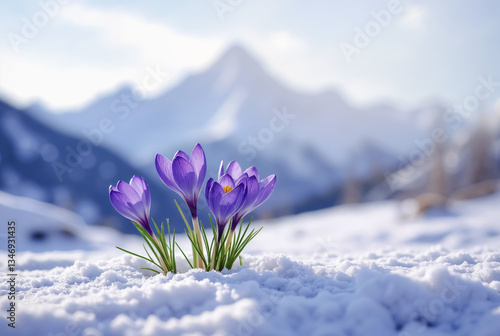 Spring background - view of the fresh purple crocuses blooming against the background of snowy mountains. Created using generative AI tools