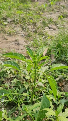 small tree growth in nature