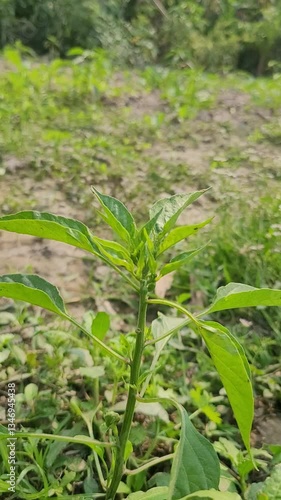 small tree growth in nature