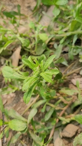 small tree growth in nature