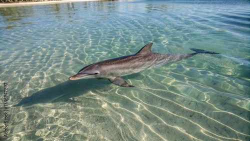 fish swimming in the water