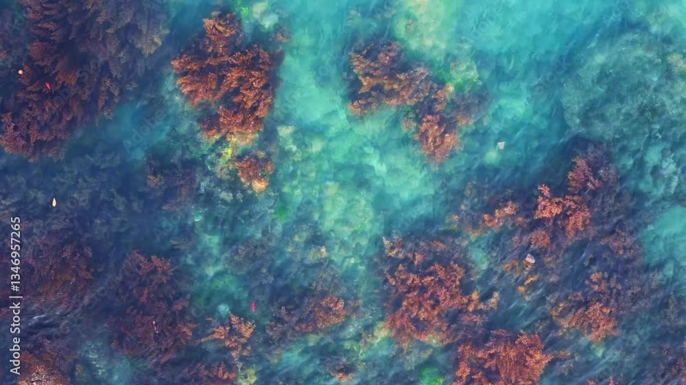 Aerial top-down view reveals intricate patterns of brown seaweed and algae formations beneath the clear turquoise surface of the ocean water