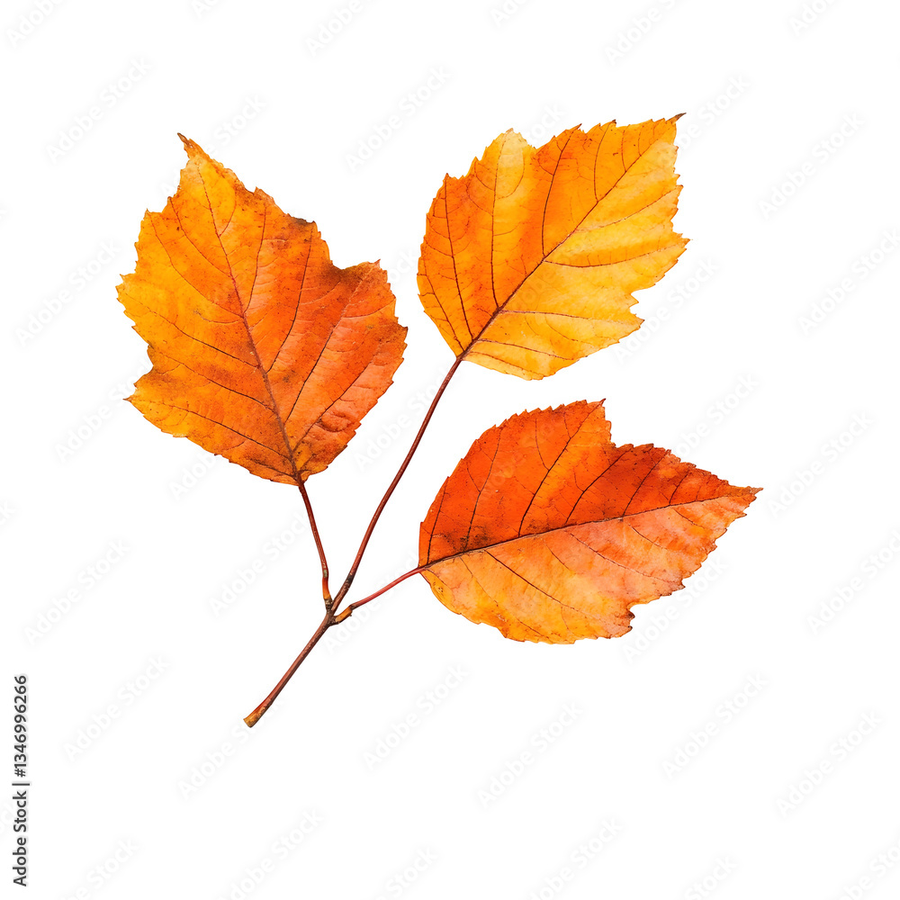Elegant Autumn Leaves on Clean White Background with Soft Lighting and Subtle Shadows Elegant Autumn Leaves on Clean White Background with Soft Lighting and Subtle Shadows