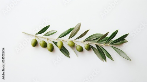 green olive branch