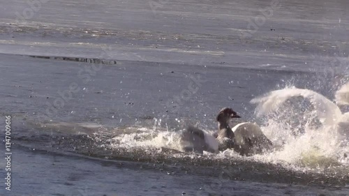 The drake of a musk duck is trying to mate with a female white swan.