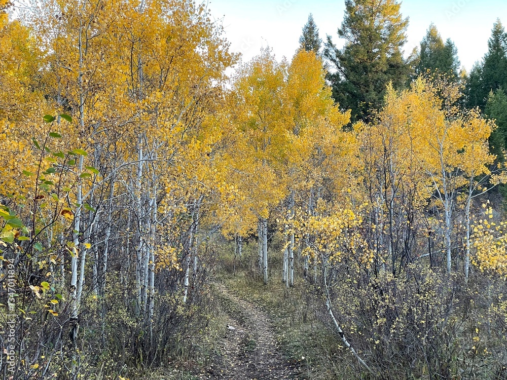 Fototapeta premium white bark aspen tree forest with yellow leaves in the autumn or fall season in Wyoming mountains