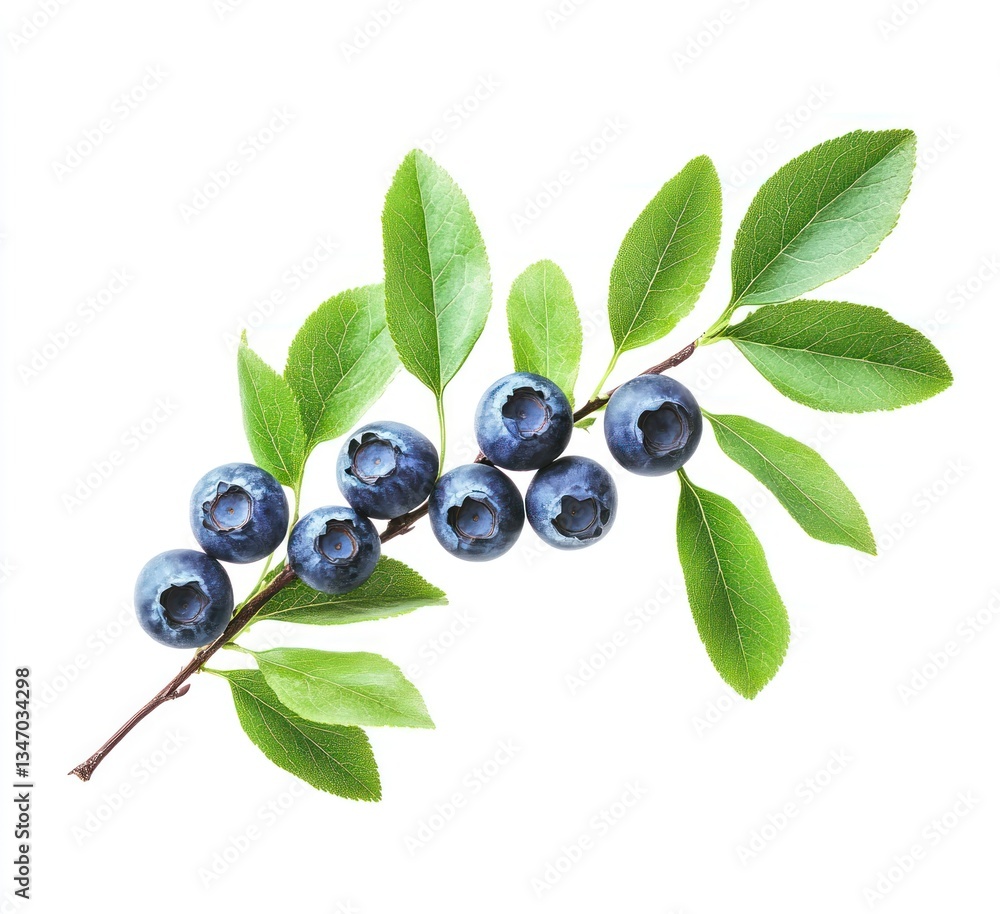 Fresh Blueberry Branch with Green Leaves on White Background Fresh Blueberry Branch with Green Leaves on White Background