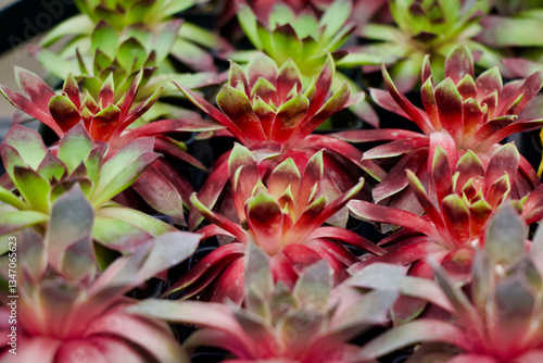 Hens And Chicks Perennial Plant Gardening