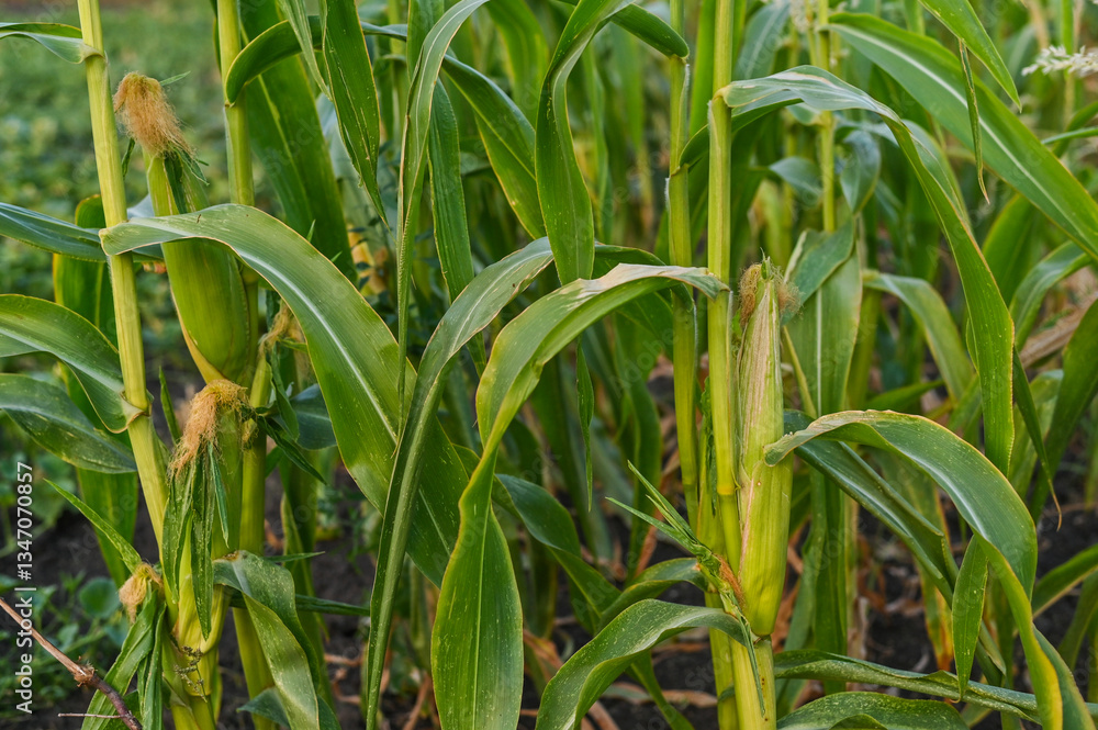 Obraz premium Corn plant growing in field, symbolizing agriculture and natural growth. corn plant importance of sustainable agriculture in providing food and resources.