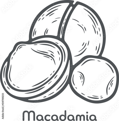Macadamia nut seed food ingredient organic cosmetics treatment component