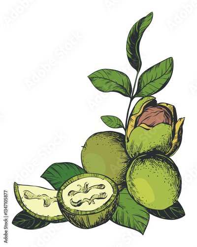 Vector angular composition of walnut in color engraving technique. Unripe walnut seeds whole and halves, leaves and space for text. Label design for Nocino liqueur. Linear sketch on white background.