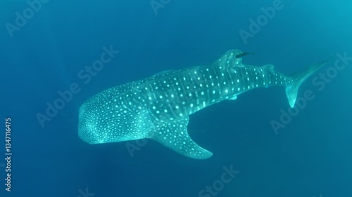 A large, filter-feeding whale shark, Rhincodon typus, slowly swims in shallow water near Gorontolo, Indonesia. This beautiful, tropical shark is considered an endangered species.
