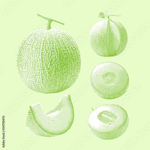 Melon illustration, line drawing on green background.