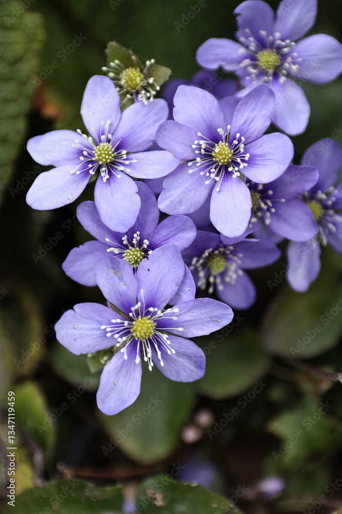 Violet Hepatica nobilis flower in bloom, showing delicate petals and natural beauty in a woodland setting. A serene and vibrant wildflower, perfect for spring, botanical themes, and nature-inspired de Violet Hepatica nobilis flower in bloom, showing delicate petals and natural beauty in a woodland setting. A serene and vibrant wildflower, perfect for spring, botanical themes, and nature-inspired de