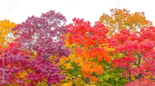 Vibrant Autumn Foliage Showcasing Colorful Trees in Nature