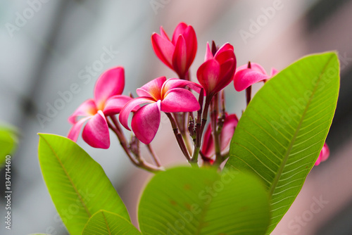 Frangipani flower on a tree in Thailand