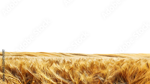 Breathtaking golden wheat field landscape isolated on a transparent background, detailed photo, png 