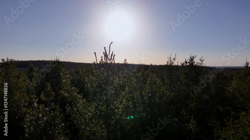 Enjoy the tranquil beauty of a forest at dawn as sunlight filters through the trees, illuminating the landscape and creating a peaceful atmosphere.