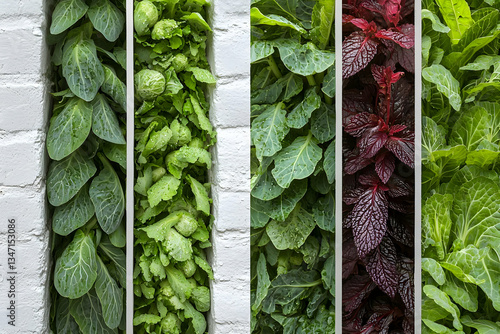 Obraz na płótnie Vertical garden wall with various leafy vegetables w salonie